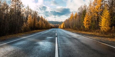 Road in the woods